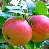 Яблоня домашняя Бумажное - Malus domestica Bumazhnoe 3-5 ltr, 100-180 см