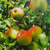 Яблоня домашняя Брусничное - Malus domestica Brusnichnoe 3-5 ltr, 100-180 см