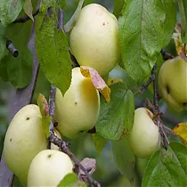 Яблоня домашняя Антоновка Обыкновенная - Malus domestica Antonovka Obyknovennaya 3-5 ltr, 100-180 см