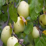 Яблоня домашняя Антоновка Обыкновенная - Malus domestica Antonovka Obyknovennaya 3-5 ltr, 100-180 см