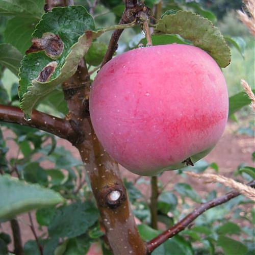 Яблоня домашняя Красуля - Malus domestica Krasulya 3-5 ltr, 100-180 см