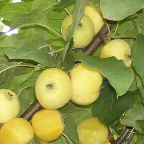 Яблоня домашняя Китайка Золотая - Malus domestica Kitayka Zolotaya 3-5 ltr, 100-180 см