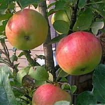 Яблоня домашняя Васюган колоновидная - Malus domestica Vasugan column 3-5 ltr, 100-180 см