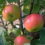 Яблоня домашняя Васюган колоновидная - Malus domestica Vasugan column 3-5 ltr, 100-180 см