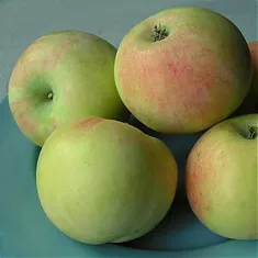 Яблоня домашняя Имрус - Malus domestica Imrus 3-5 ltr, 100-180 см