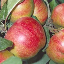 Яблоня домашняя Коричное Новое - Malus domestica Korichnoe Novoe 3-5 ltr, 100-180 см