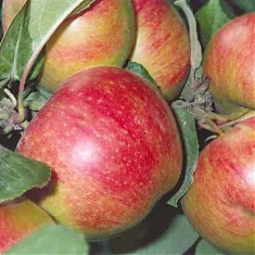 Яблоня домашняя Коричное Новое - Malus domestica Korichnoe Novoe 3-5 ltr, 100-180 см