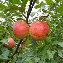 Яблоня домашняя Арктика - Malus domestica Arctica 3-5 ltr, 100-180 см
