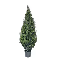 Туя - Thuja D30 H150