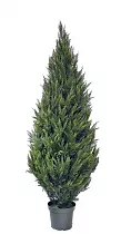 Туя - Thuja D30 H150