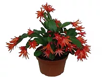 Шлюмбергера красная - Schlumbergera D13 H25