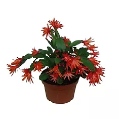 Шлюмбергера красная - Schlumbergera D13 H25
