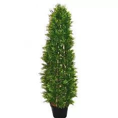 Туя - Thuja D35 H180