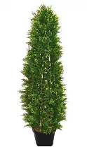 Туя - Thuja D35 H180