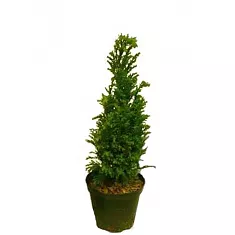 Туя - Thuja D9 H35