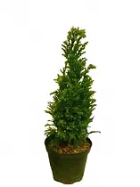 Туя - Thuja D9 H35