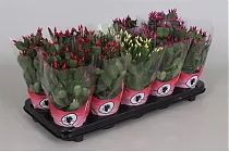 Шлюмбергера малиновая - Schlumbergera D15 H25