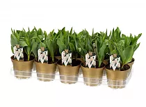 Тюльпан триумф - Tulipa D12 H25