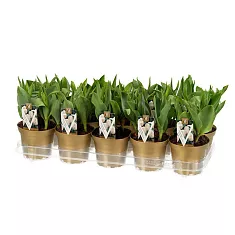 Тюльпан триумф - Tulipa D12 H25