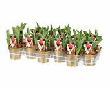 Тюльпан Монте Оранж - Tulipa D10 H25