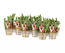 Тюльпан Монте Оранж - Tulipa D10 H25