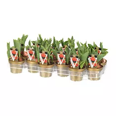 Тюльпан Монте Оранж - Tulipa D10 H25