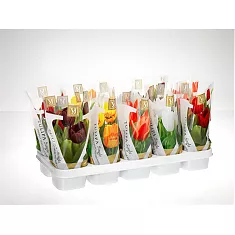 Тюльпан Микс - Tulipa D12 H25