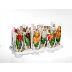 Тюльпан Микс - Tulipa D10 H25