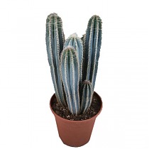 Пилоцереус Лазурный - Pilosocereus azureus D21 H90