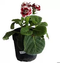 Глоксиния красно-белая - Gloxinia D10 H22