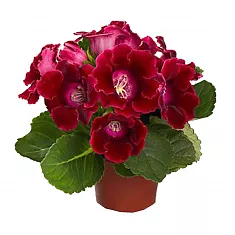 Глоксиния красная - Gloxinia D10 H22