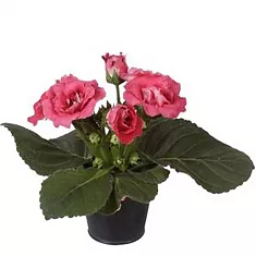 Глоксиния розовая - Gloxinia D10 H22