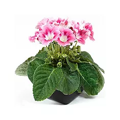 Глоксиния розовая с белым - Gloxinia D10 H22