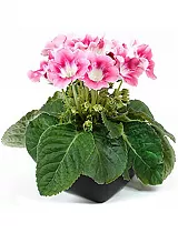 Глоксиния розовая с белым - Gloxinia D10 H22