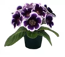 Глоксиния фиолетово-белая - Gloxinia D10 H22