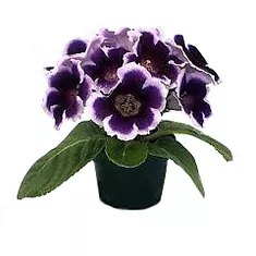 Глоксиния фиолетово-белая - Gloxinia D10 H22