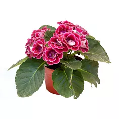 Глоксиния пурпурная - Gloxinia D10 H22