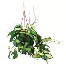 Хойя карноза - Hoya carnosa D15 H25