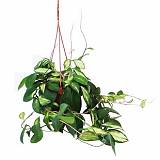 Хойя карноза - Hoya carnosa D15 H25