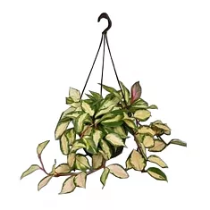 Хойя карноза трехцветная - Хойя Carnosa Tricolor D15 H30