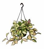 Хойя карноза трехцветная - Хойя Carnosa Tricolor D15 H30