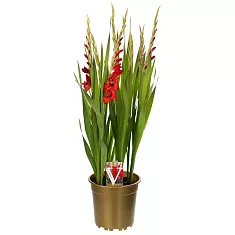 Гладиолус красный - Gladiolus Glamini Paul D20 H75