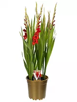 Гладиолус красный - Gladiolus Glamini Paul D20 H75