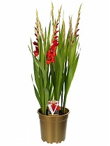 Гладиолус красный - Gladiolus Glamini Paul D20 H75