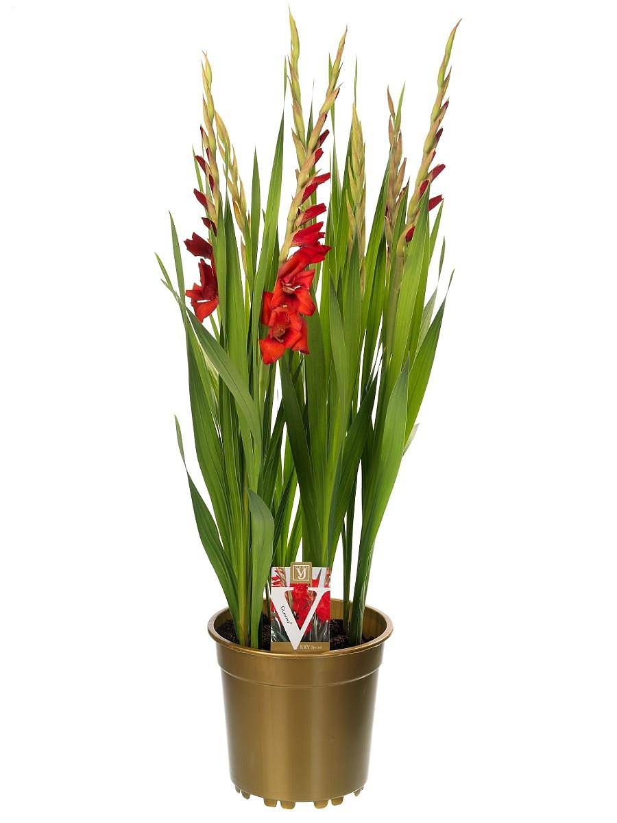 Гладиолус красный - Gladiolus Glamini Paul D20 H75