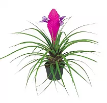 Тилландсия синяя - Tillandsia cyanea D5 H20