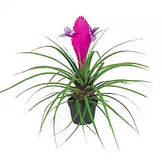 Тилландсия синяя - Tillandsia cyanea D5 H20