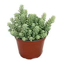 Очиток испанский видовой - Sedum D8 H12