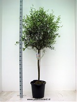 Оливковое дерево, маслина европейская - Olea europaea  D45 H220