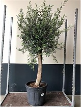 Оливковое дерево, маслина европейская штамб - Olea Op Stam D40 H170